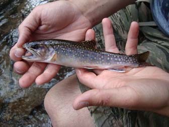 Spotted trout