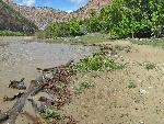Jones Hole campsite 4 during 22,000 cfs in 2008