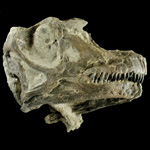 Dinosaur Quarry visitor center exhibits