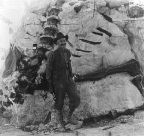Paleontologist Earl Douglass stands in front of several dinosaur fossils imbedded in the rock.