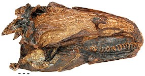 With one side completely missing from this specimen, paleontologists can study both the internal and external structures of Allosaurus jimmadseni.  The internal structure of Allosaurus jimmadseni including the brain case and the entire inside of the left side in the skull can be seen.