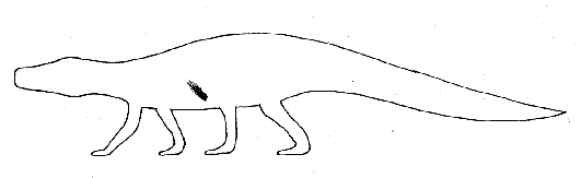 Brachychirotherium