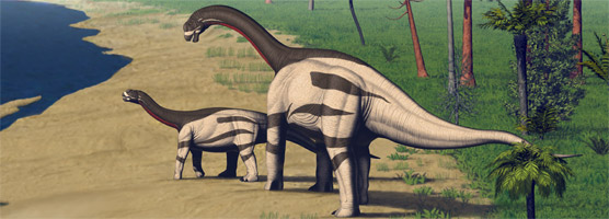 camarasaurus dinosaur