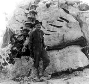 Man standing in from of fossils of backbones sticking out of a large rock.