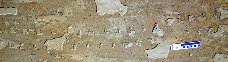 Scorpion Trackway