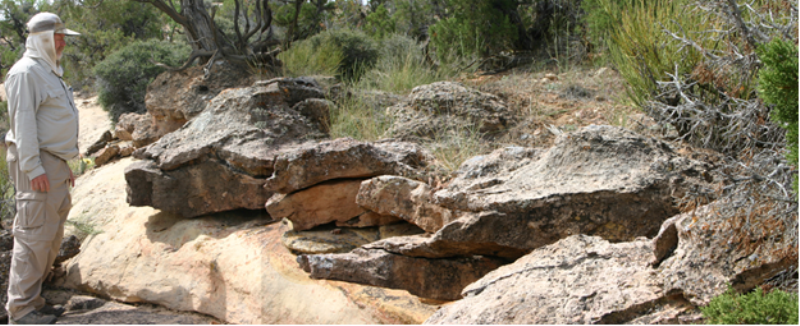 Snail Limestone