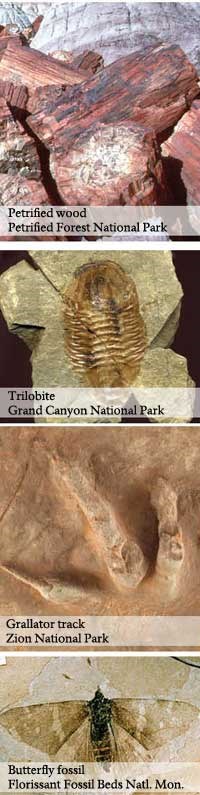 Four images of fossils: petrified wood, trilobite, Grallator track, and butterfly fossil