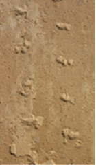 Scorpion tracks