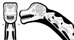 Skeletal reconstruction of the skull and neck of the new dinosaur Abydosaurus mcintoshi  found in Dinosaur National Monument.