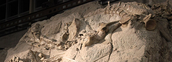 A National Park Foundation Grant will help preserve these Camarasaurus fossils and the rest of the nearly 1,500 bones in the dinosaur quarry at Dinosaur National Monument.