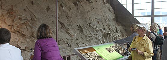 Visitors wander by the fossil wall at the Quarry Exhibit Hall at Dinosaur National Monument.