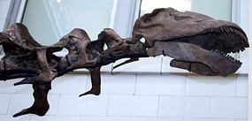 Only one Apatosaurus skull has ever been found, and it came from Dinosaur National Monument!