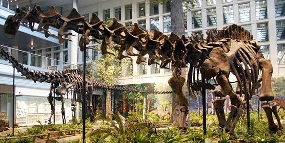 The first specimen ever found at Dinosaur, this Apatosaurus louisae, has been on display at the Carnegie Museum since 1915, except for a few years when the dinosaur hall was being redone.