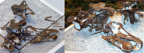 Diplodocus on display at the Carnegie Museum of Natural History. 