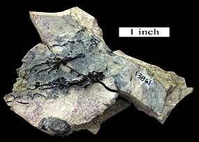Despite being only the legs of the lizard, they are very well preserved. Scale bar is 1 inch.
