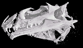 CT scan of Opisthias skull