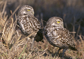 Burrowing owls
