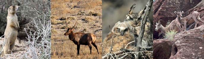 Some of the animals found at Dinosaur National Monument (left to right): white-footed prairie dog, elk, great-horned owls, bighorn sheep.