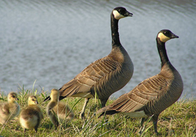 Canada geese with goslings