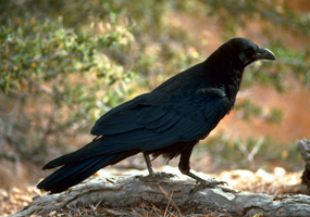 Common raven