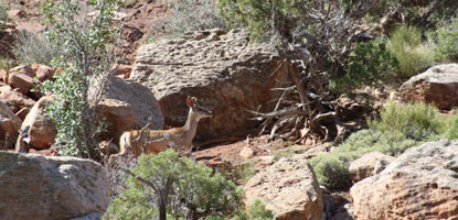 Mule deer on Sound of Silence Trail.