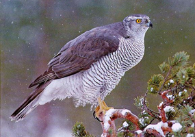 Northern goshawk