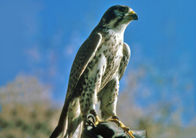 Peregrine falcon