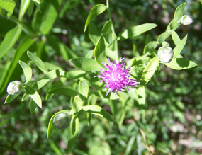Russian knapweed 