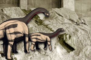 Fossil wall with graphic of Camarasaurus