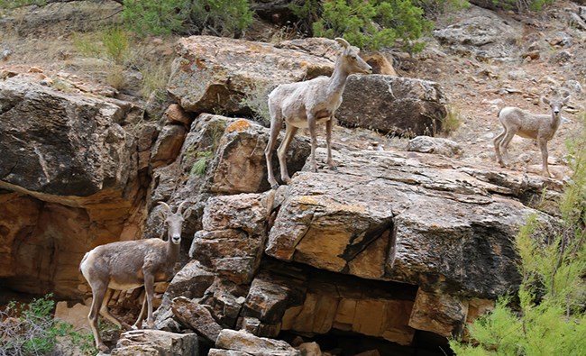 Two adult bighorn sheep and one lamb stand on a rocky cliff.