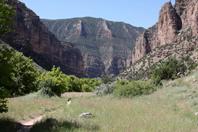 Jones Hole Trail surrounded by canyon walls.