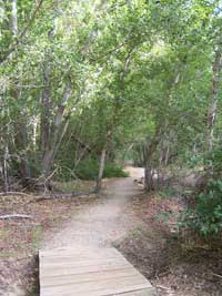 trail winds through shaded box canyon