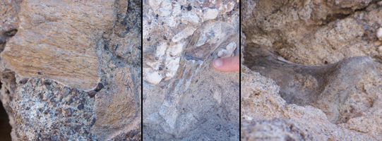 Several small fossil fragments can be seen along the Fossil Discovery Trail
