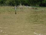 Laddie Park camp 1 at 22,000 cfs