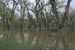 Deerlodge Park Campground at 22,300 cfs