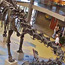 Diplodocus