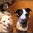 pets
