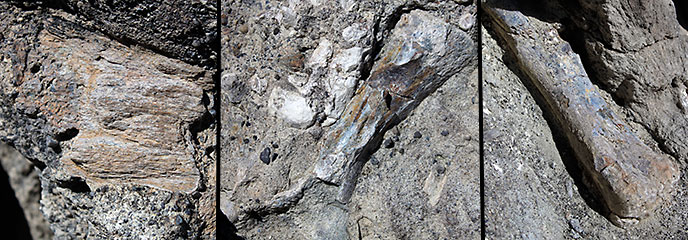 Along the trail in the Morrison Formation, numerous small dinosaur fossil bones and bone fragments can be discovered eroding from the cliff face.