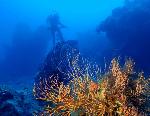 Diving at Dry Tortugas National Park