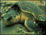 Sea Turtle at Dry Tortugas National Park