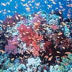 Coral Head and Fish