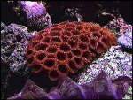 Underwater beauty at Dry Tortugas National Park