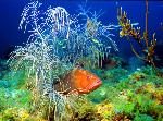 Underwater beauty