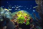 Underwater at Dry Tortugas National Park