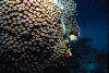 Tropical fish swimming alongside coral reef