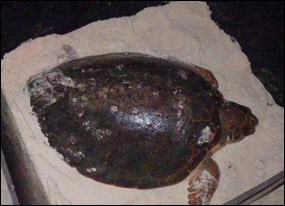 Courtney, a female loggerhead turtle tagged in July 2013