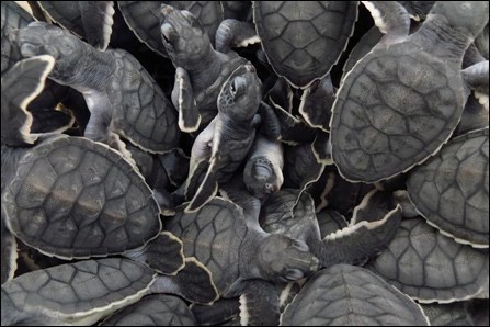 Green sea turtle hatchlings