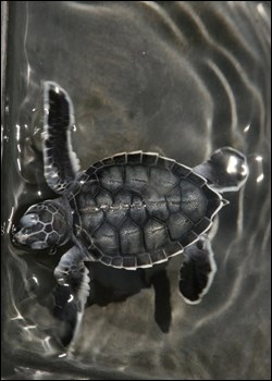 Green sea turtle hatchling