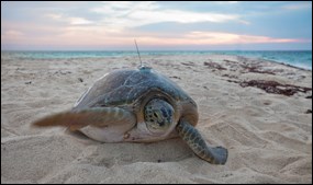 A green turtle on Loggerhead Key fitted with a satellite tag