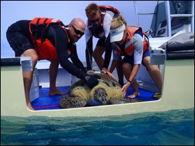 Green sea turtle release from boat